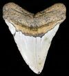 Large, Megalodon Tooth - North Carolina #59021-2